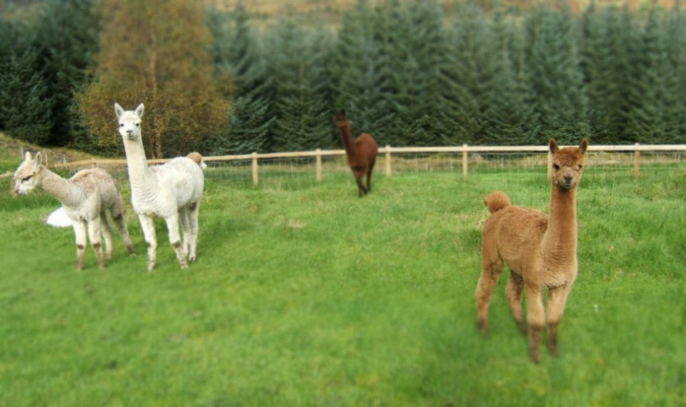 2-alpacas