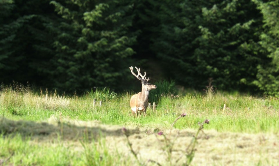 4-stag